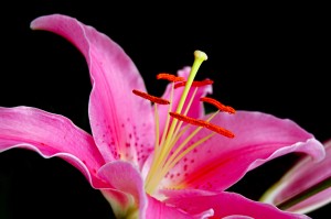 Flower Mix 10